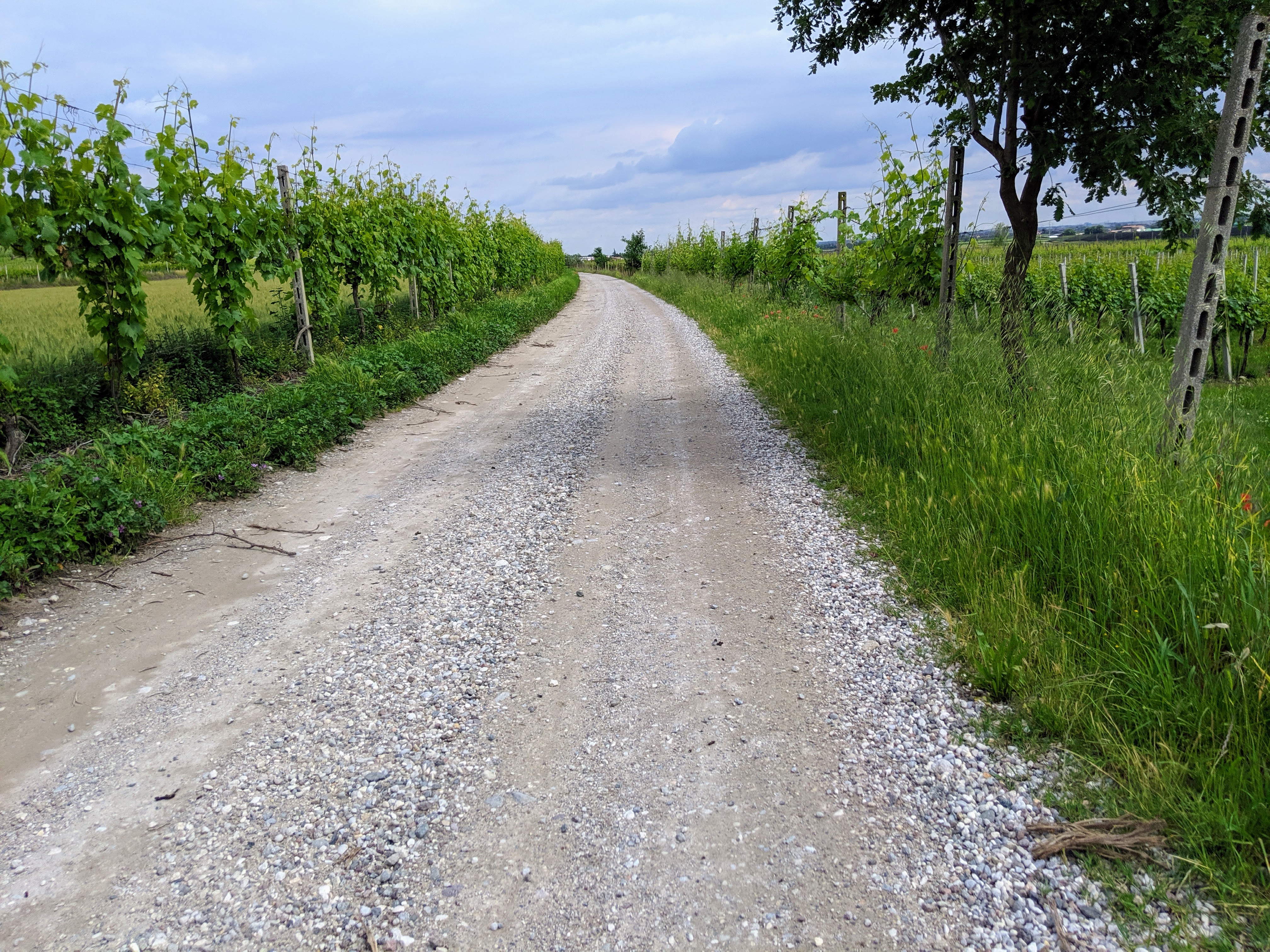 Gravel road through vineyards near the factory in Italy